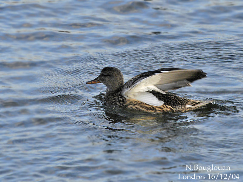 GADWALL-female