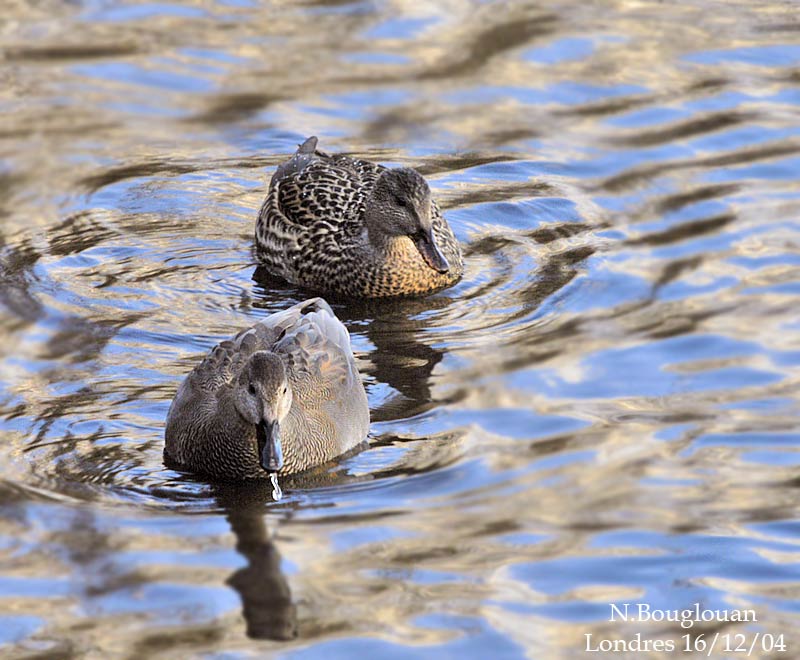 GADWALL pair