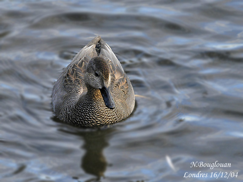 GADWALL-male