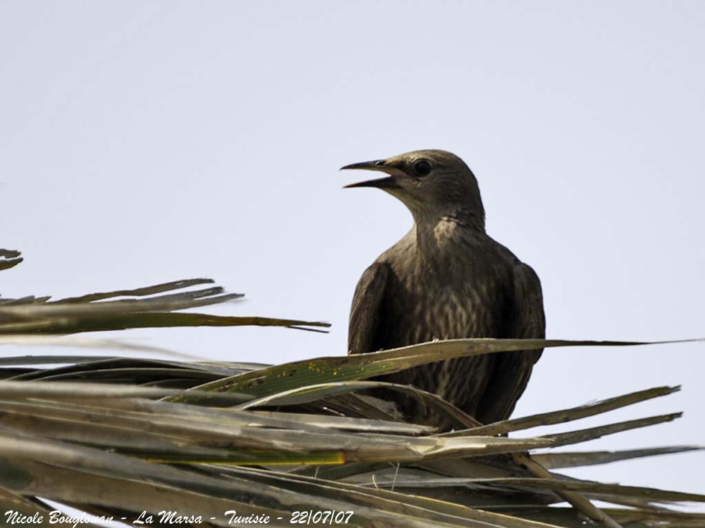 Spotless Starling juvenile 1