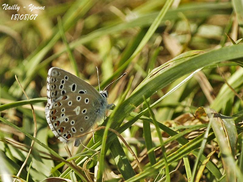 ADONIS BLUE - POLYOMMATUS BELLARGUS - ARGUS BLEU CELESTE
