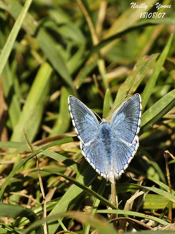 ADONIS BLUE - POLYOMMATUS BELLARGUS - ARGUS BLEU CELESTE