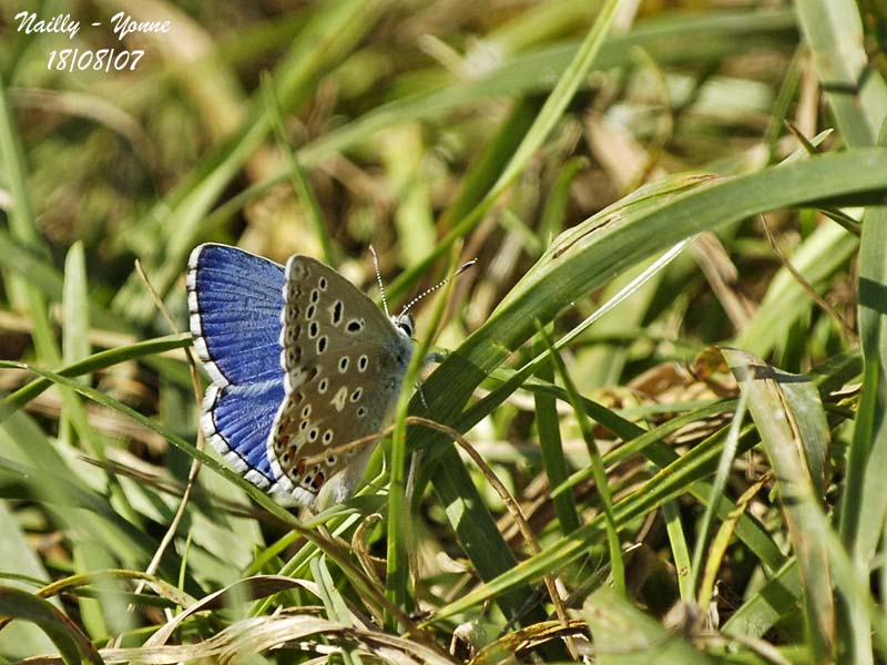 ADONIS BLUE - POLYOMMATUS BELLARGUS - ARGUS BLEU CELESTE
