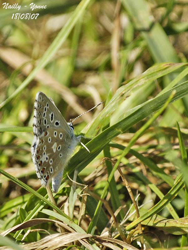 ADONIS BLUE - POLYOMMATUS BELLARGUS - ARGUS BLEU CELESTE