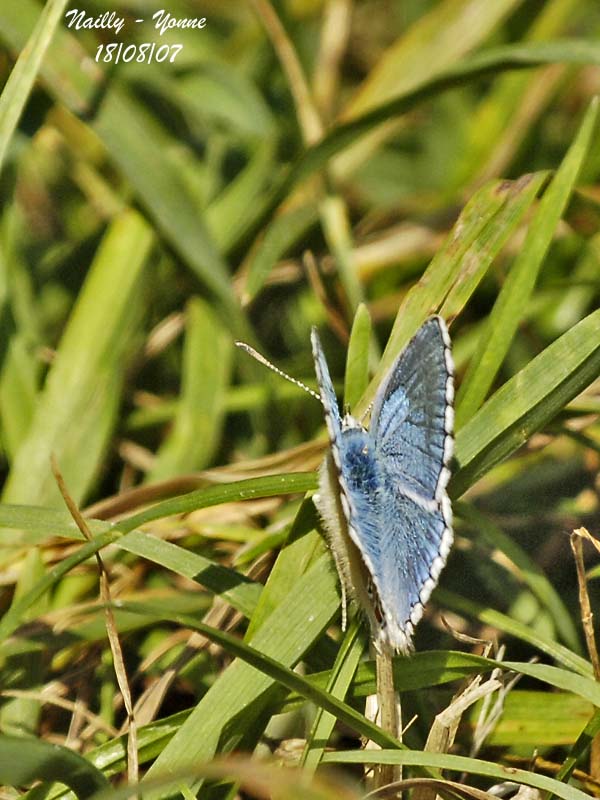 ADONIS BLUE - POLYOMMATUS BELLARGUS - ARGUS BLEU CELESTE