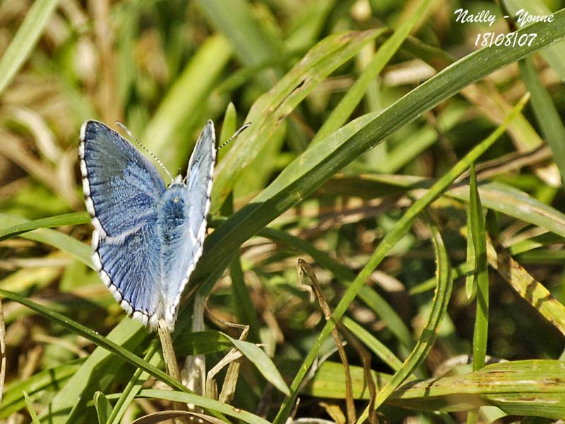 ADONIS BLUE - POLYOMMATUS BELLARGUS - ARGUS BLEU CELESTE
