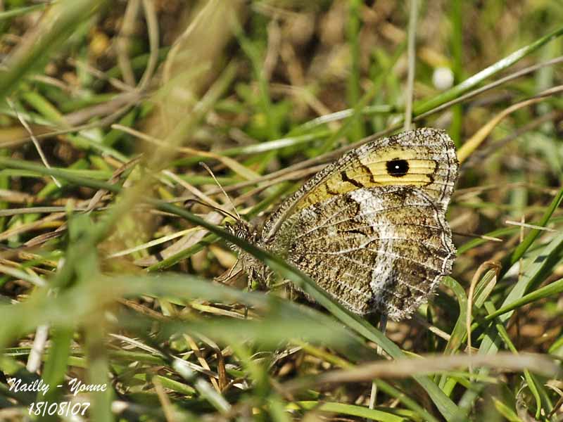 FALSE GRAYLING - ARETHUSANA ARETHUSA - MERCURE