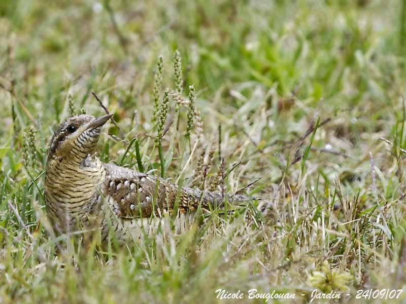 WRYNECK - JYNX TORQUILLA - TORCOL FOURMILIER