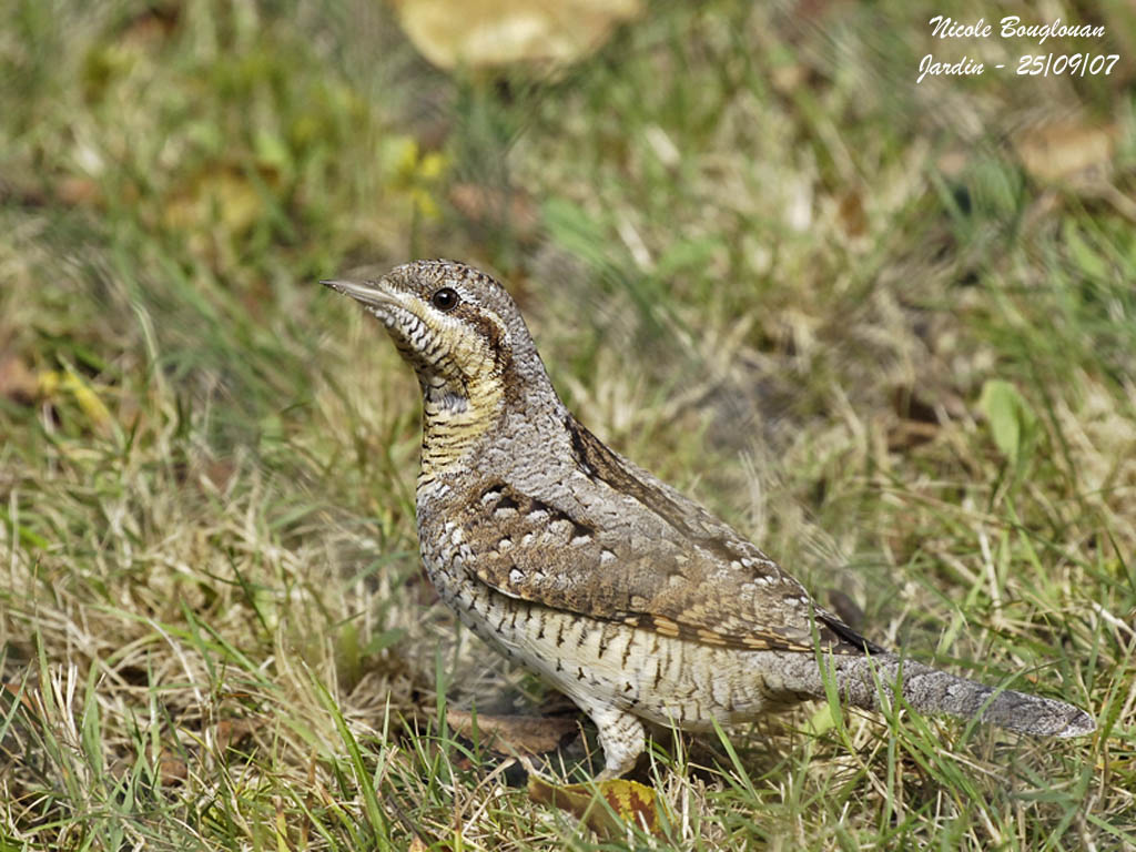 WRYNECK - JYNX TORQUILLA - TORCOL FOURMILIER