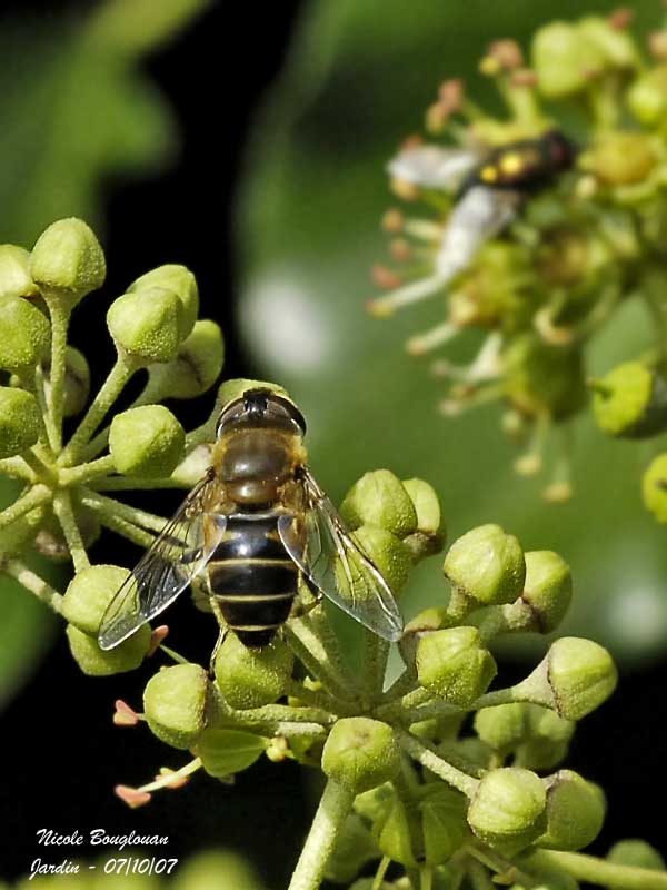 HOVERFLY