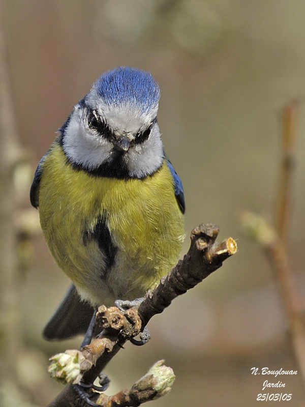 BLUE-TIT