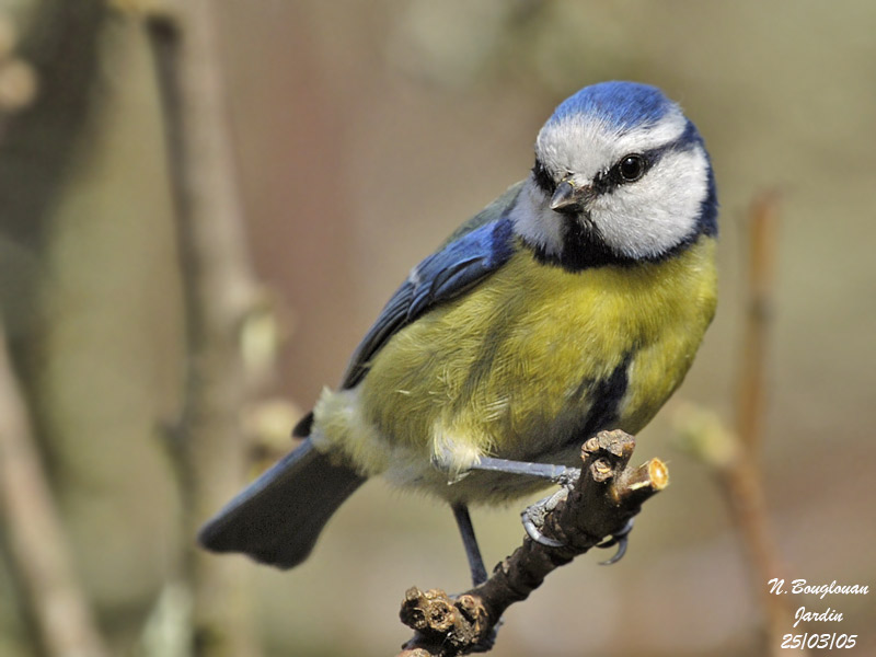 BLUE-TIT