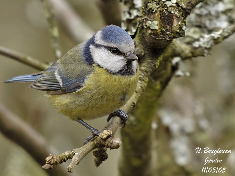 BLUE-TIT