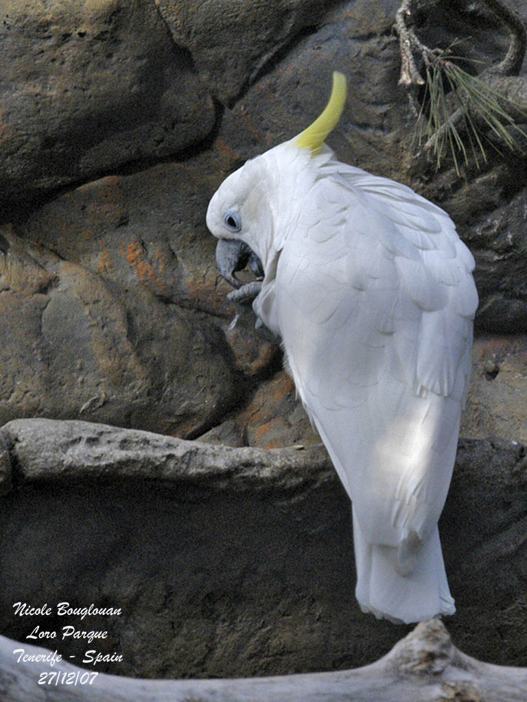 Sulphur-crested Cockatoo - Cacatua galerita triton - Cacatos triton