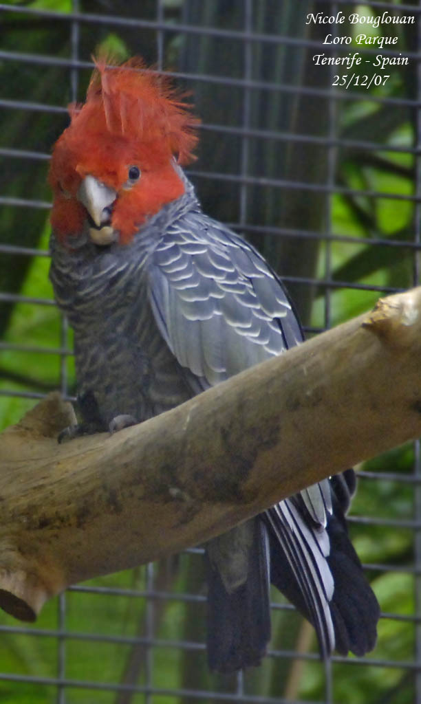 Gang-gang Cockatoo - Callocephalon fimbriatum - Cacatos  tte rouge male