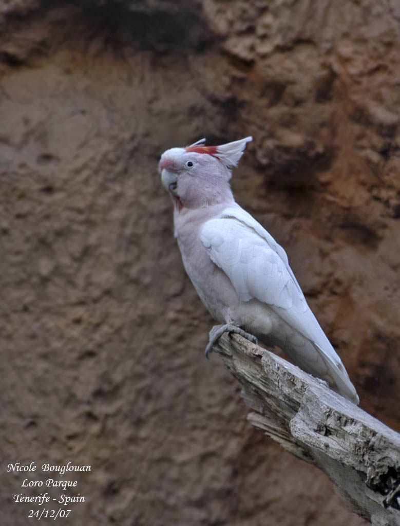 Pink Cockatoo - Cacatua leadbeateri - Cacatoes de Leadbeater