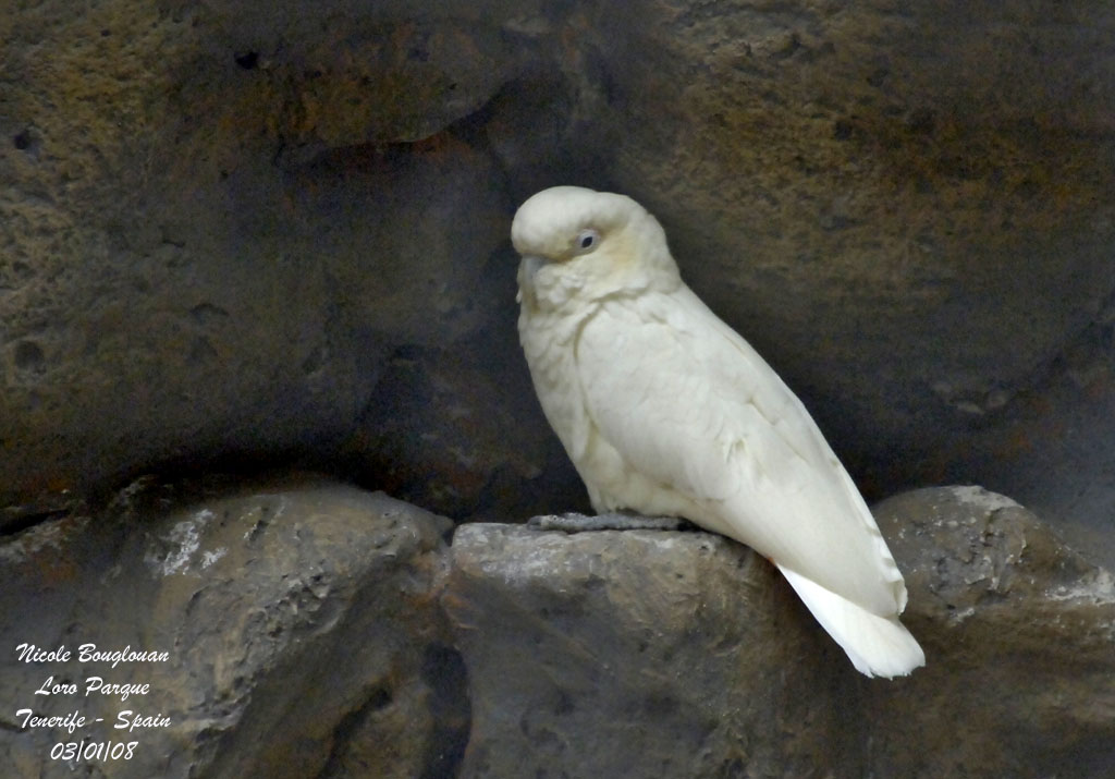 Philippine Cockatoo - Cacatua haematuropygia - Cacatos des Philippines