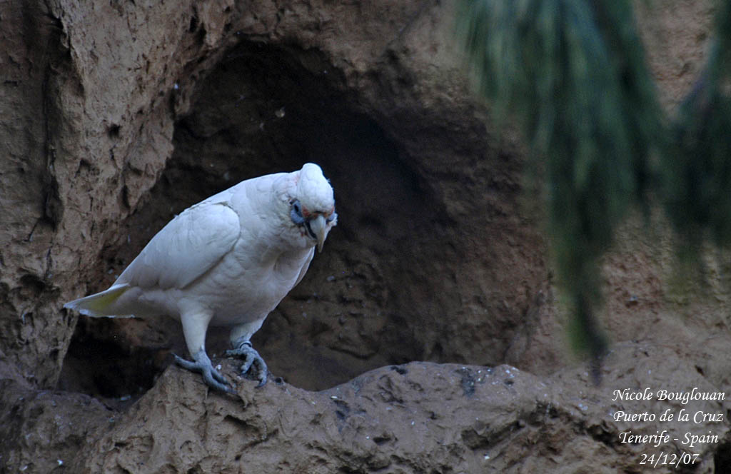 Western Corella - Cacatua pastinator - Cacatos laboureur