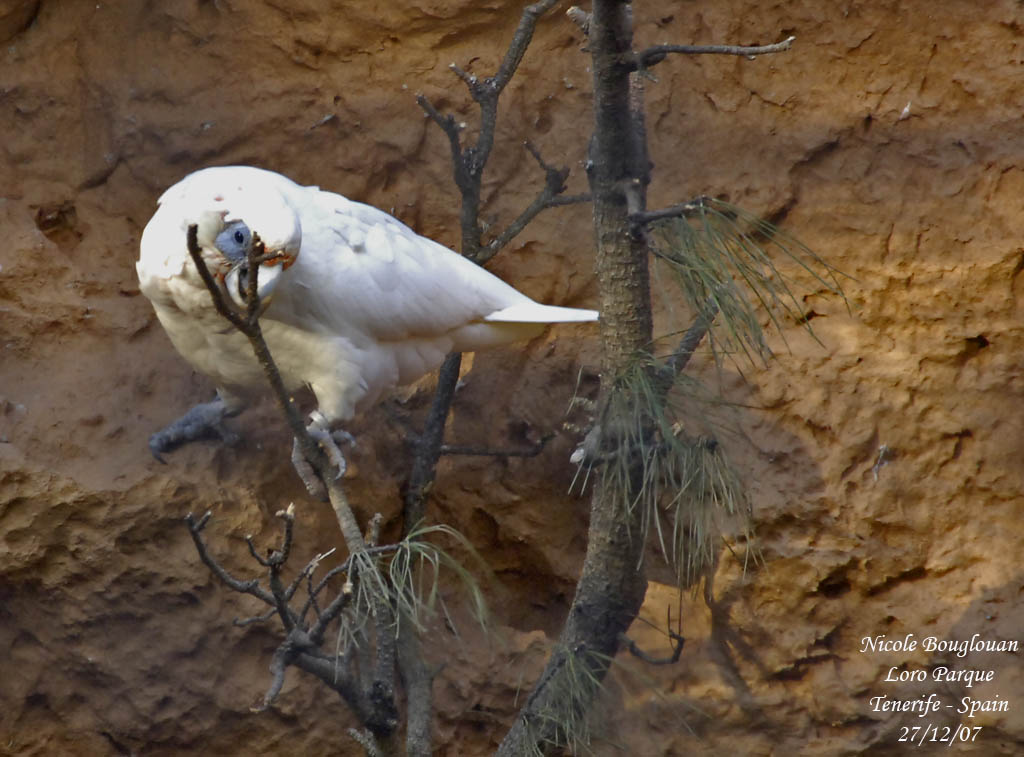 Western Corella - Cacatua pastinator - Cacatos laboureur