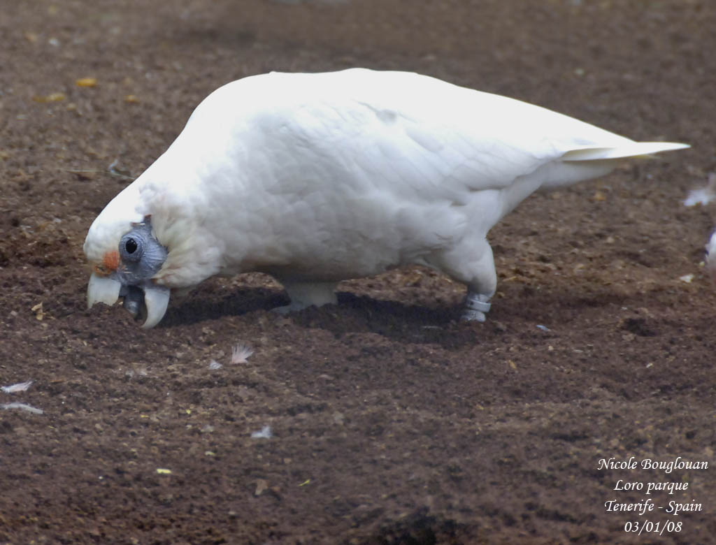 Western Corella - Cacatua pastinator - Cacatos laboureur