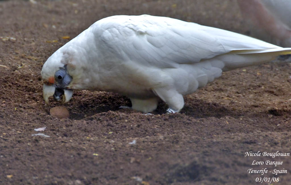 Western Corella - Cacatua pastinator - Cacatos laboureur
