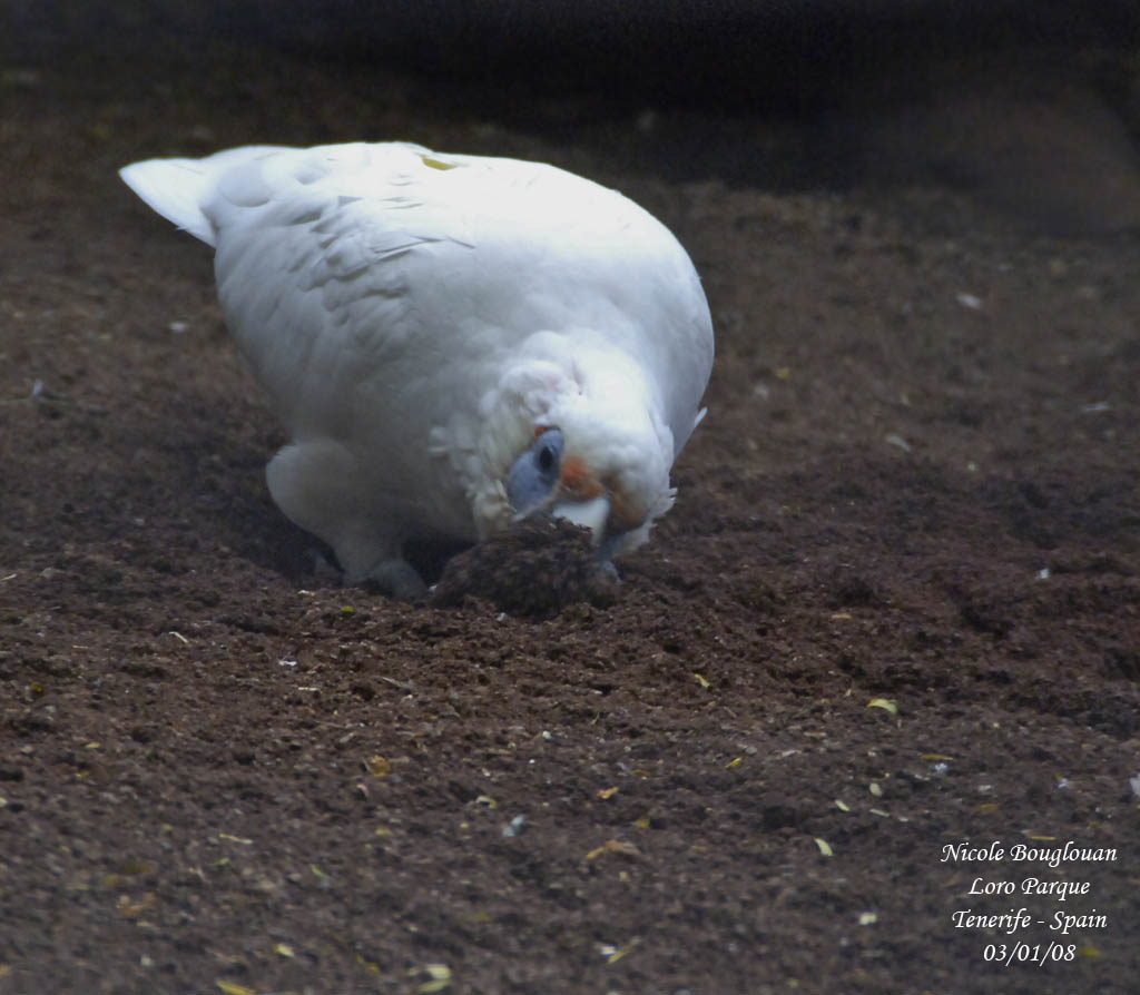 Western Corella - Cacatua pastinator - Cacatos laboureur