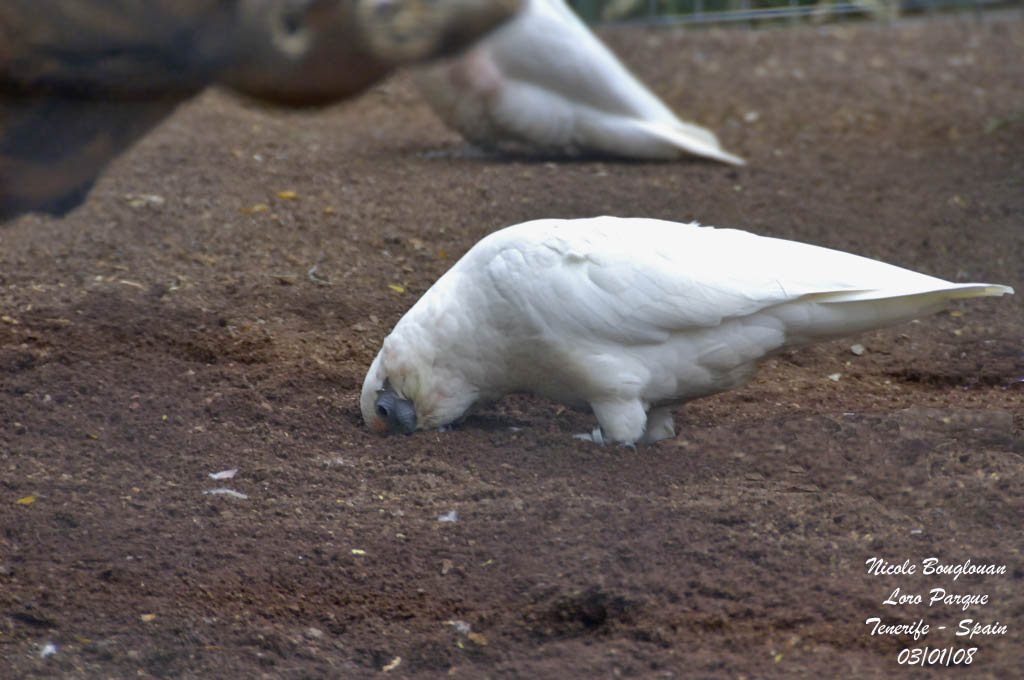 Western Corella - Cacatua pastinator - Cacatos laboureur