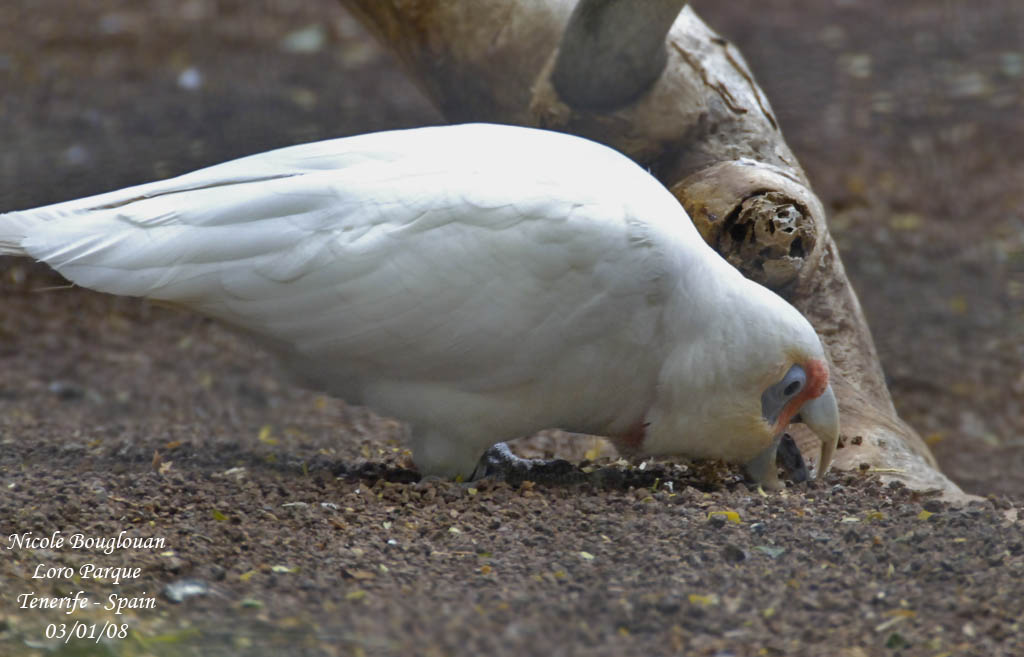 Long-billed Corella - Cacatua tenuirostris - Cacatoes nasique