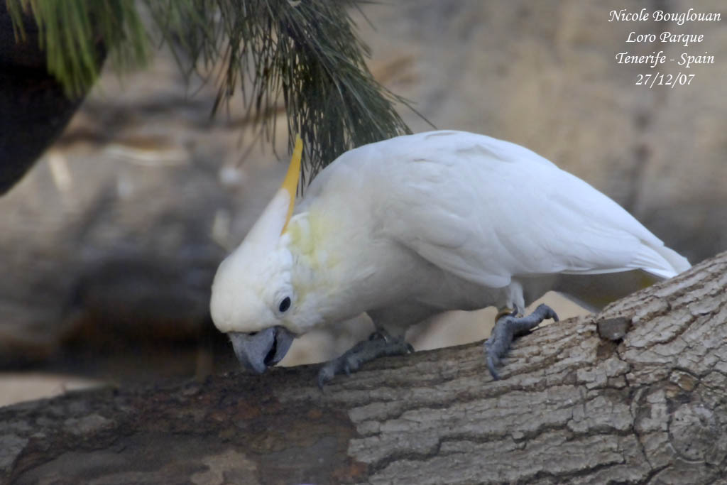 Yellow-crested Cockatoo - Cacatua sulphurea subspecies abbotti - Cacatos soufr