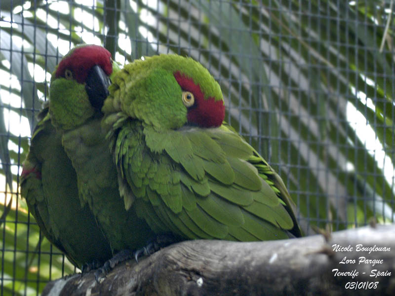 Thick-billed Parrot - Rhynchopsitta pachyrhyncha - Conure  gros bec