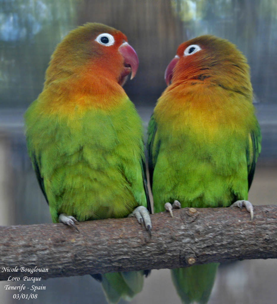 Fischers Lovebird - Agapornis fischeri - Insparables de Fischer