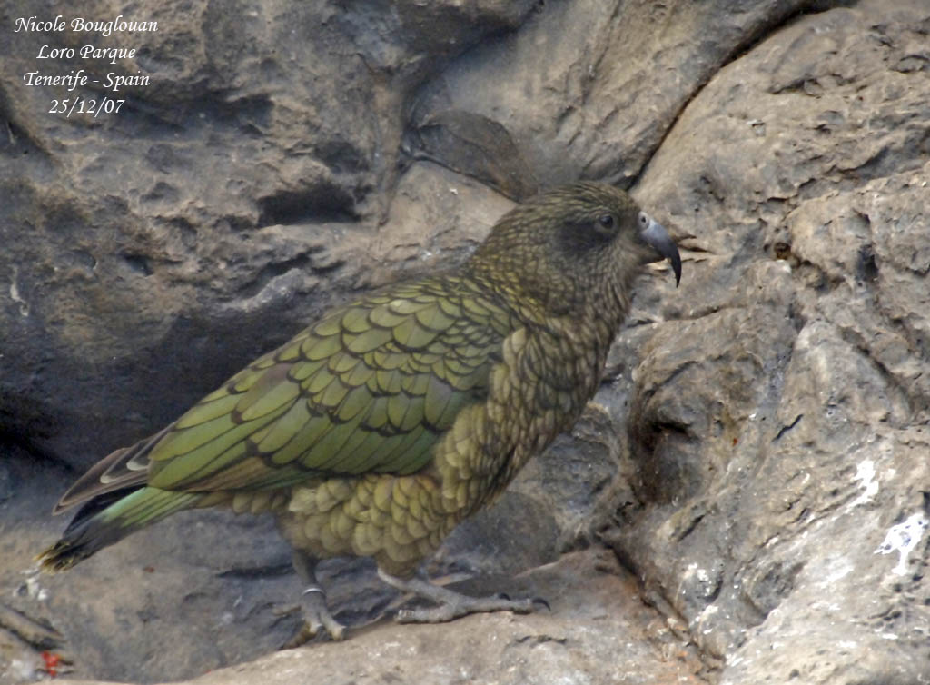 Kea - Nestor notabilis - Nestor Ka