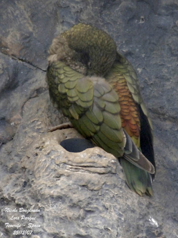 Kea - Nestor notabilis - Nestor Ka