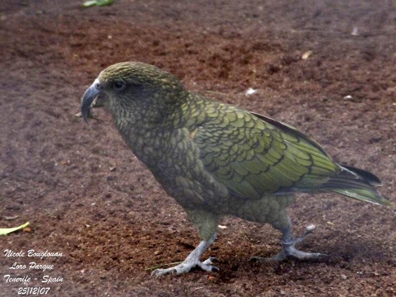 Kea - Nestor notabilis - Nestor Ka
