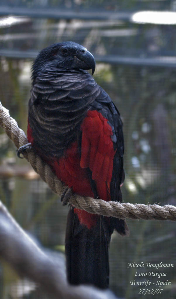 Pesquets Parrot - Psittrichas fulgidus - Psittrichas de Pesquet