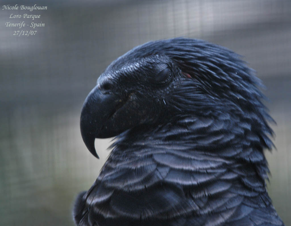 Pesquets Parrot - Psittrichas fulgidus - Psittrichas de Pesquet