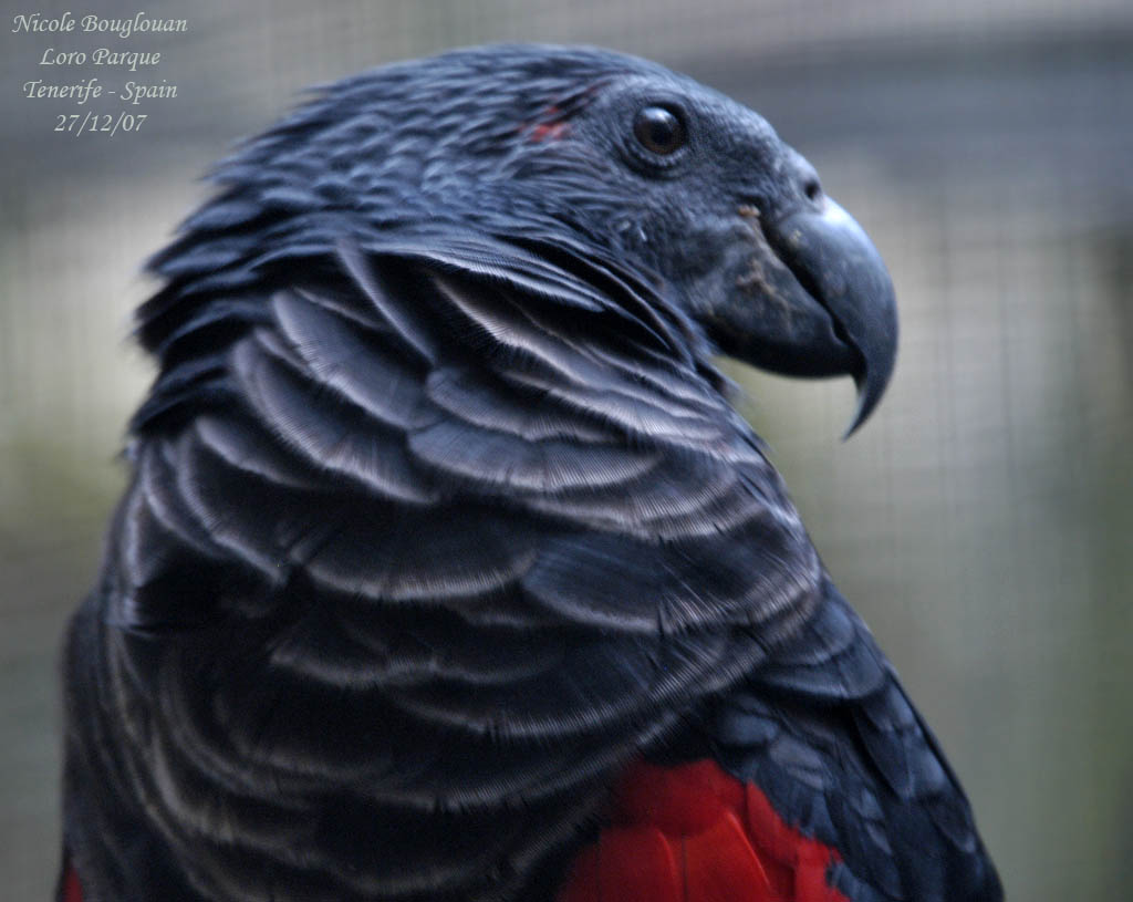 Pesquets Parrot - Psittrichas fulgidus - Psittrichas de Pesquet