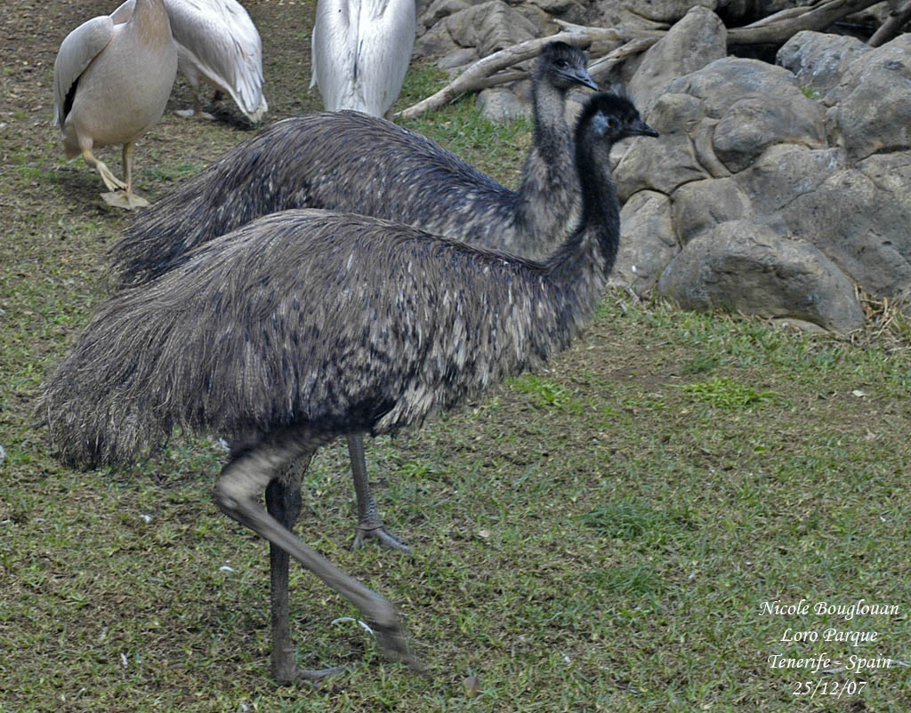 Emu - Dromaius novaehollandiae - Emeu dAustralie