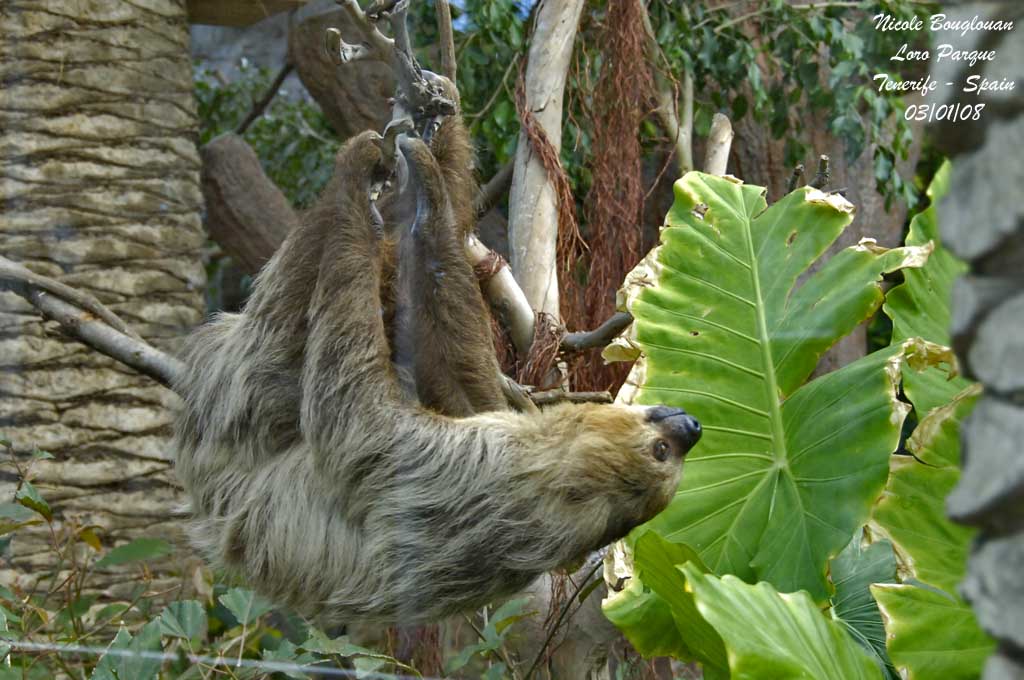 Two-toed Sloth - Choloepus didactylus - Paresseux  deux doigts