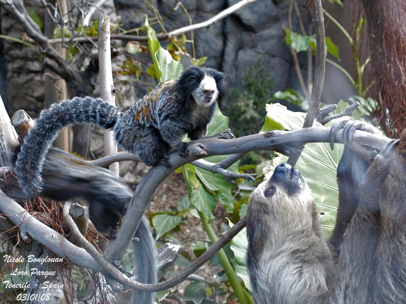 Geoffroys Marmoset  - Two-toed Sloth
