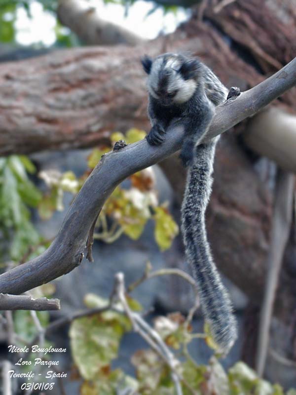 Geoffroys Marmoset - Callithrix geoffroyi  - Ouistiti de Geoffroy