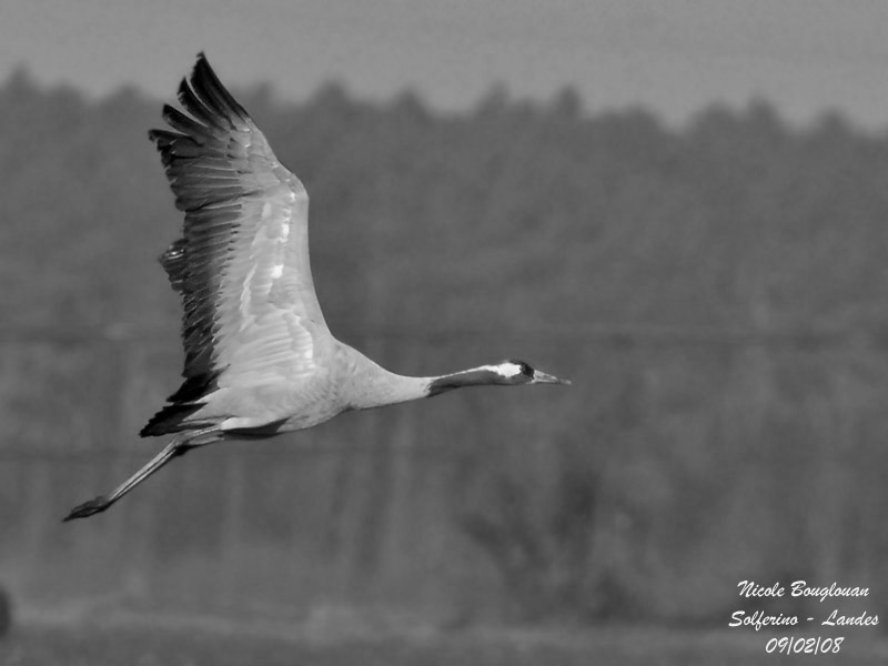 COMMON CRANE - GRUS GRUS - GRUE CENDREE