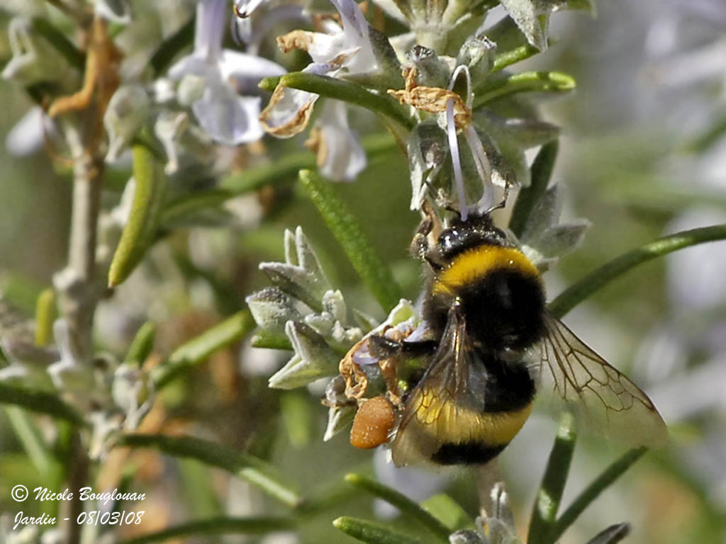 BUFF-TAILED BUMBLE BEE