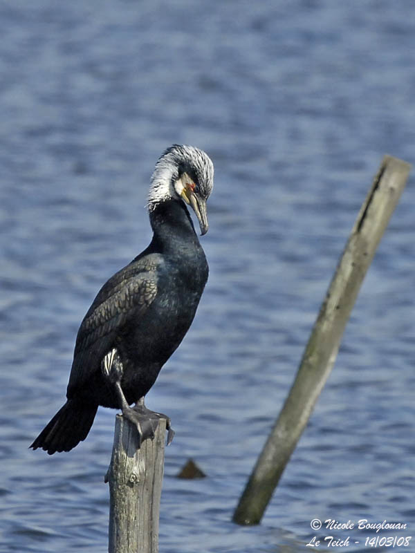 GREAT CORMORANT