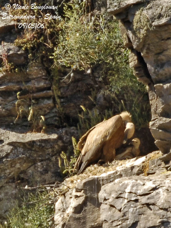 EURASIAN-GRIFFON-VULTURE