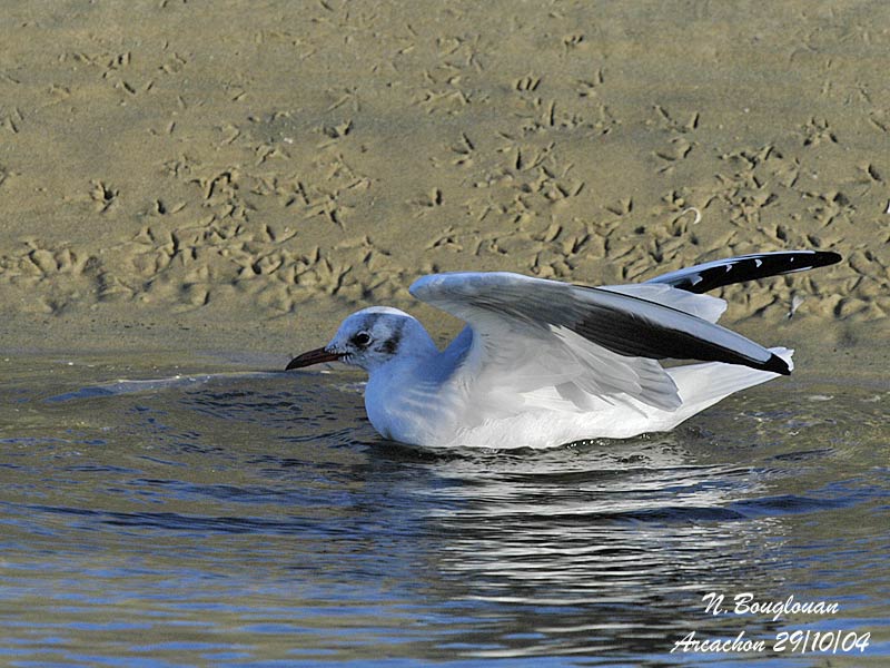 BLACK-HEADED-GULL