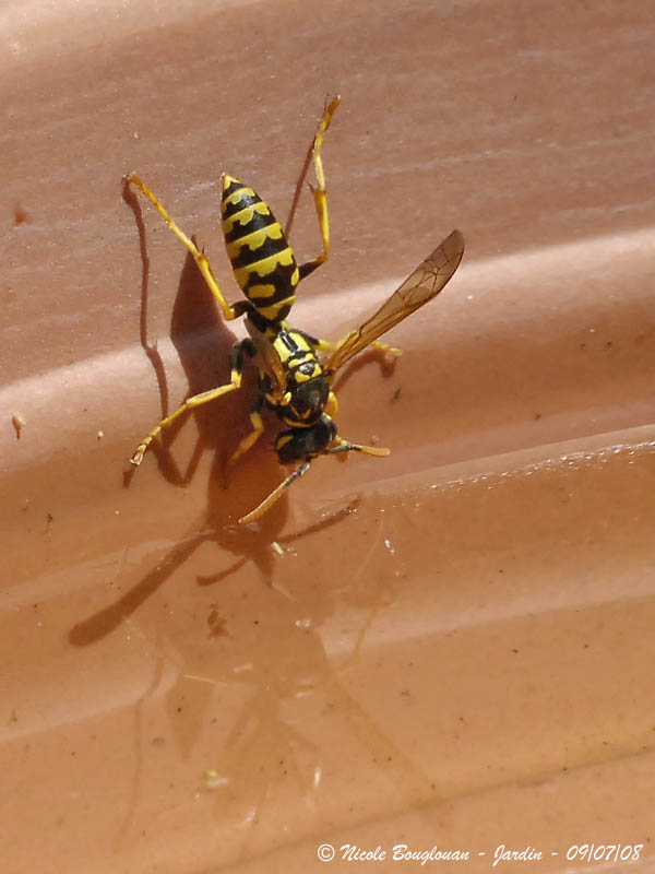 COMMON WASP drinking