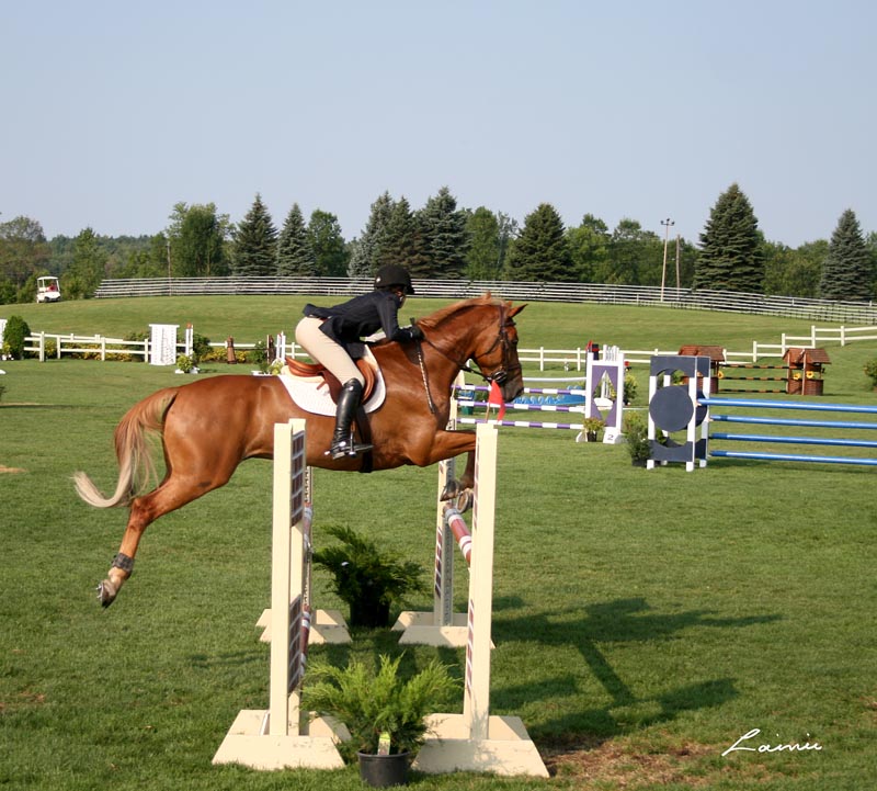 horse jumping 2379