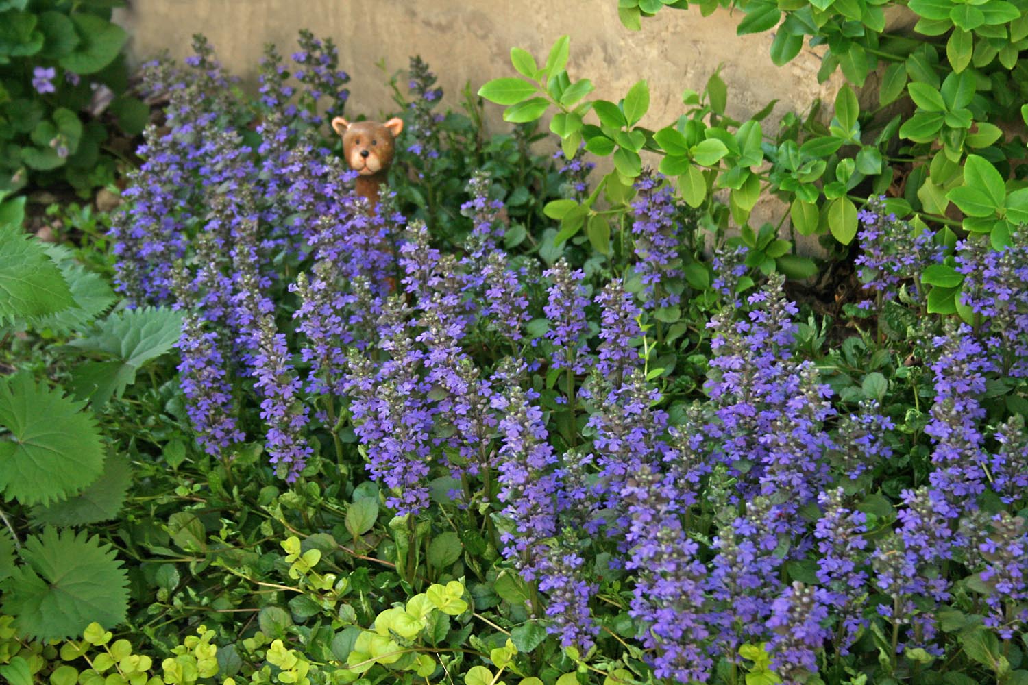 ajuga chocolate chip