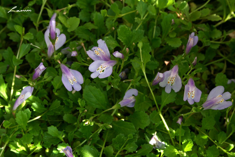 Mazus Reptan